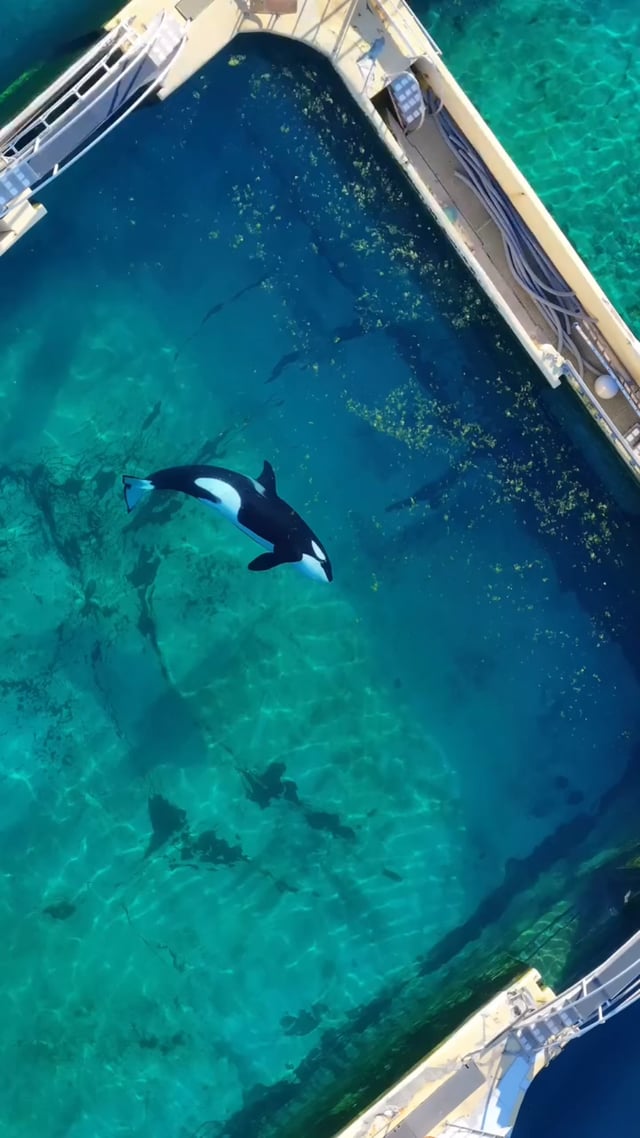 Dolphins Without a Show: France's Landmark Move for Animal Welfare